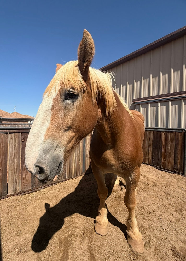 Abraham, a rescued horse at Circle H Haven