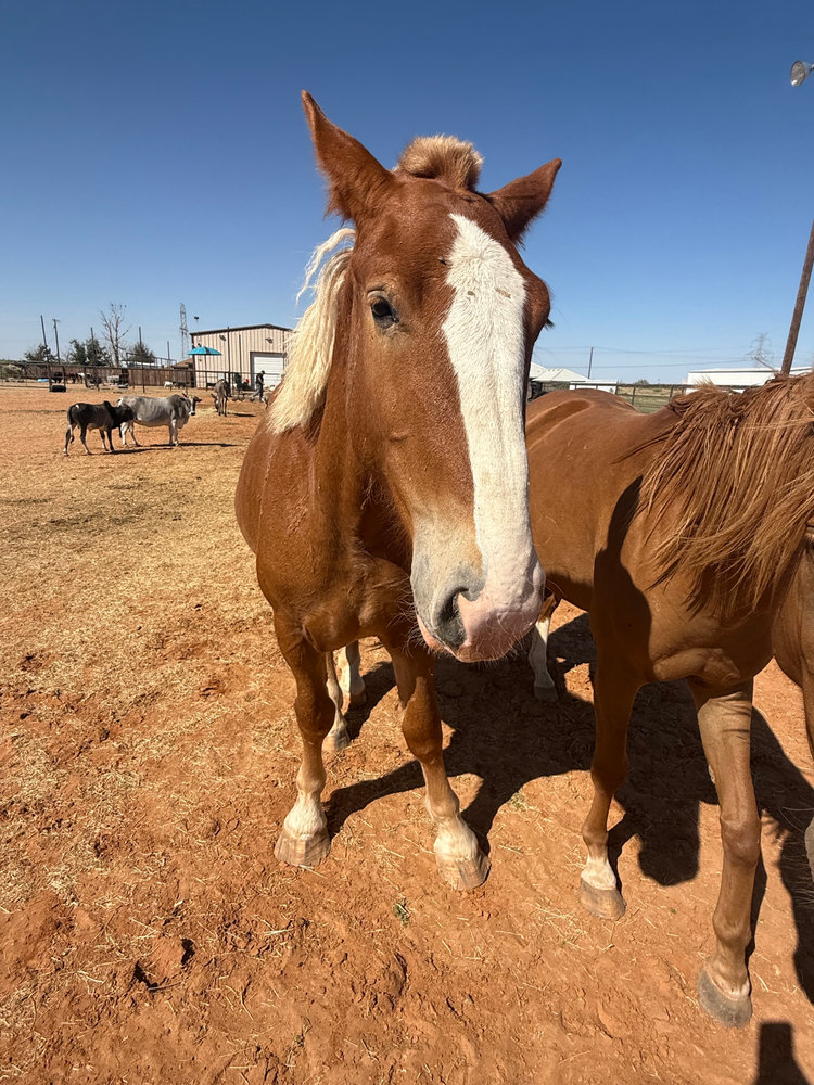 Anna, a rescued horse at Circle H Haven