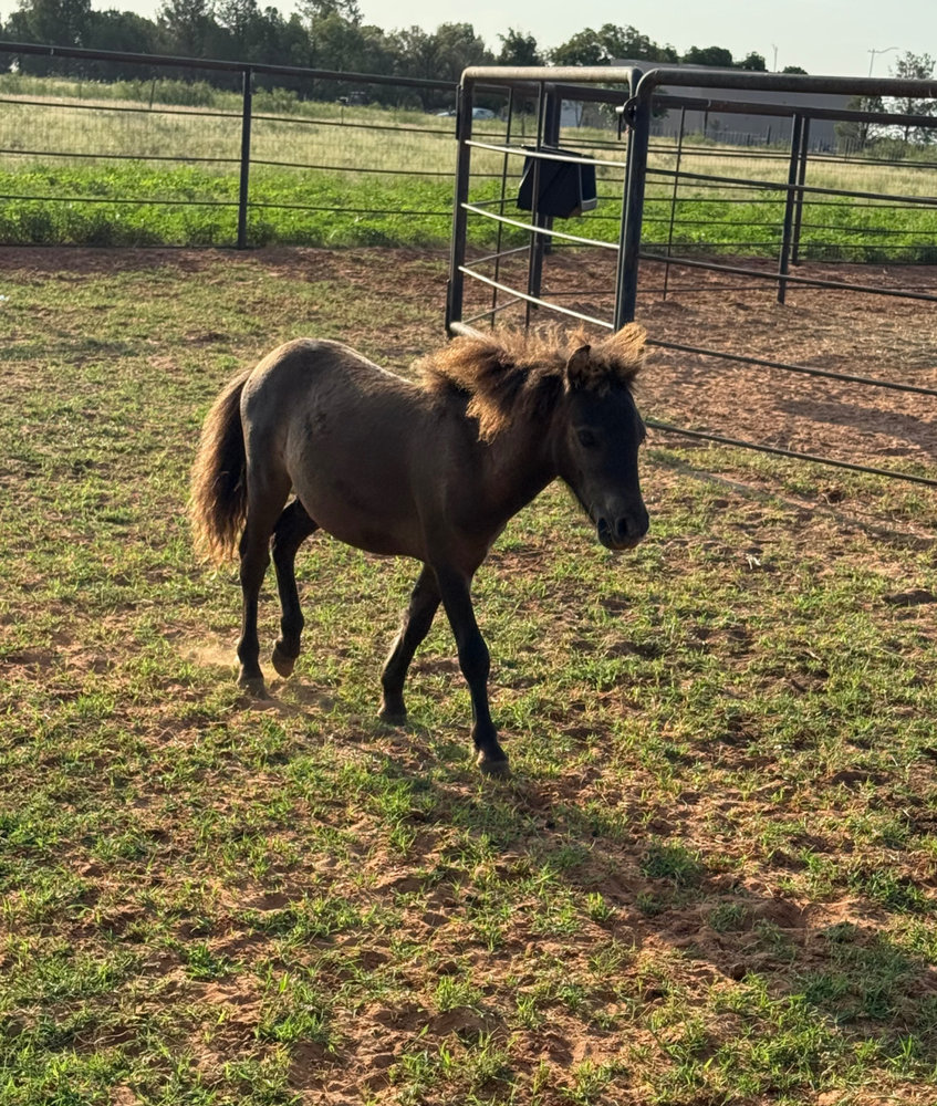 Axel Rose, a rescued mini horse at Circle H Haven