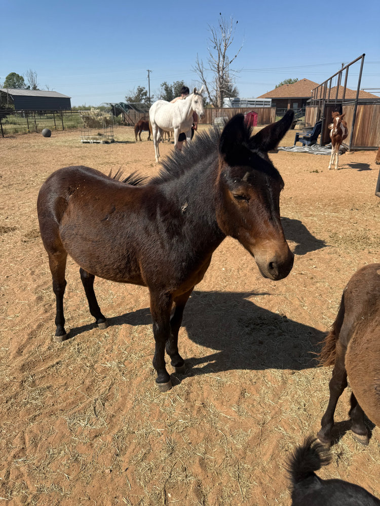 Batman, a rescued mule at Circle H Haven