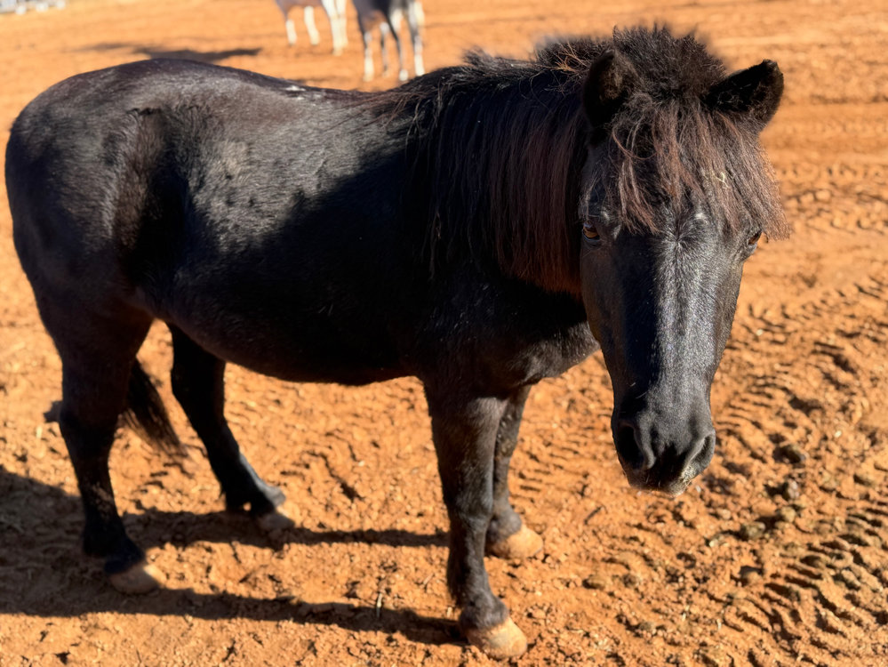 Bella Pony, a rescued horse at Circle H Haven