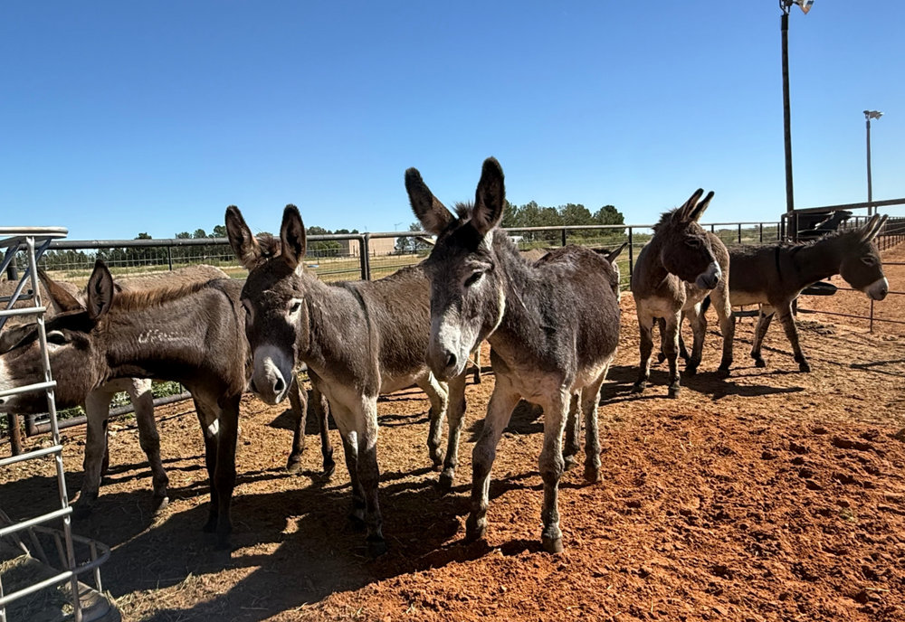 BLM Donkey (10), a rescued donkey at Circle H Haven