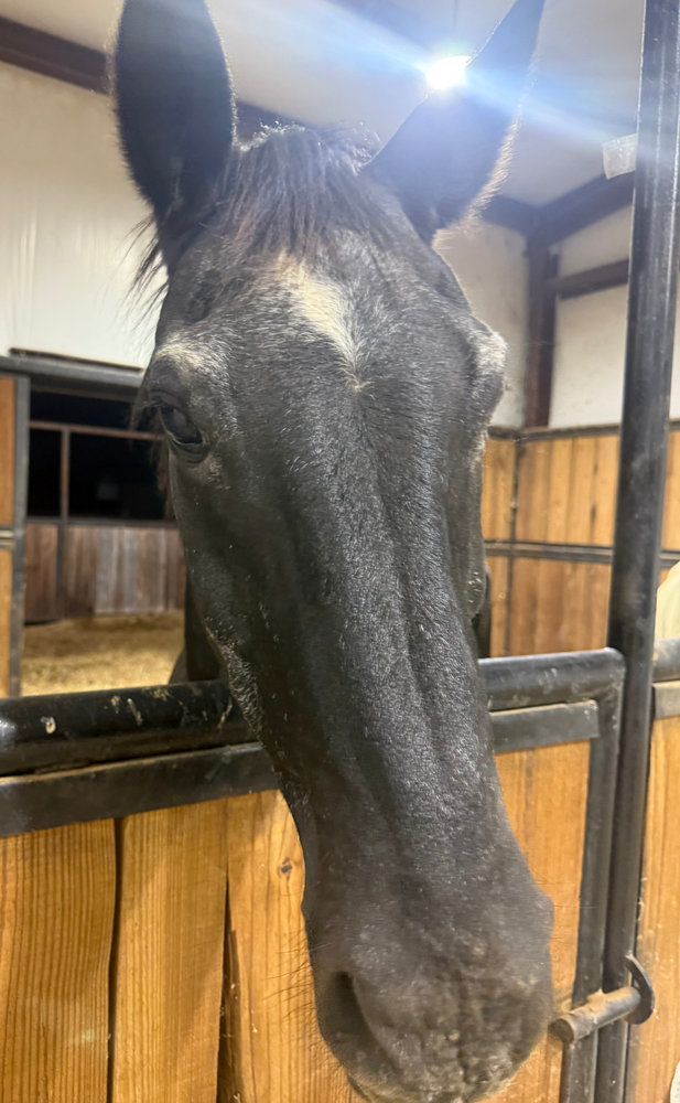 Boone, a rescued horse at Circle H Haven
