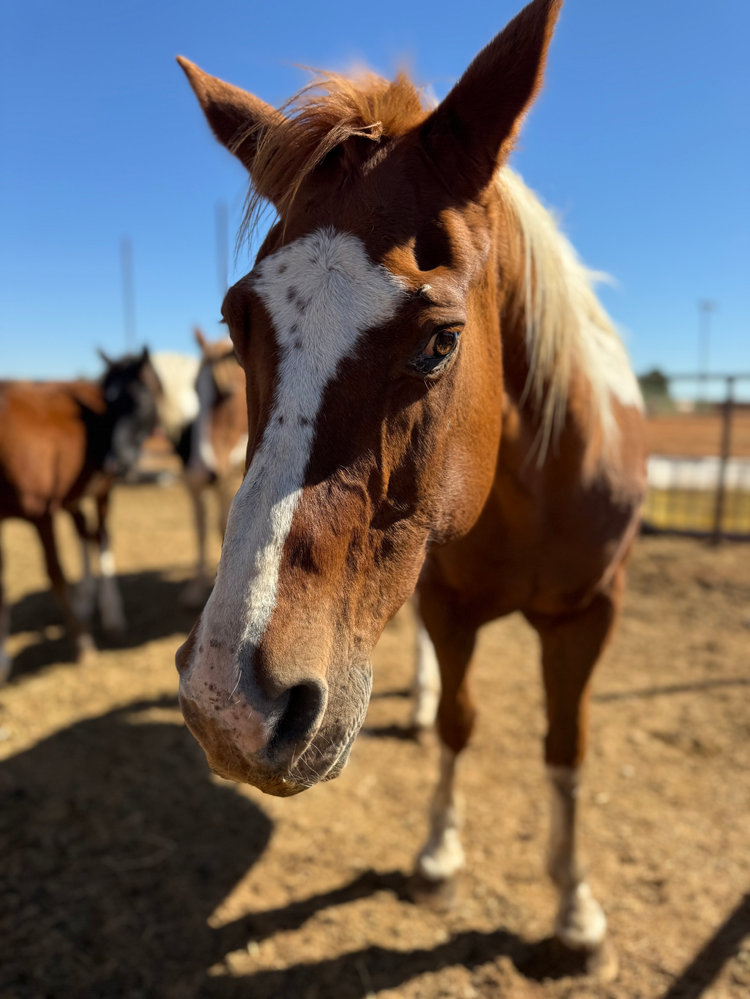 Cash, a rescued horse at Circle H Haven