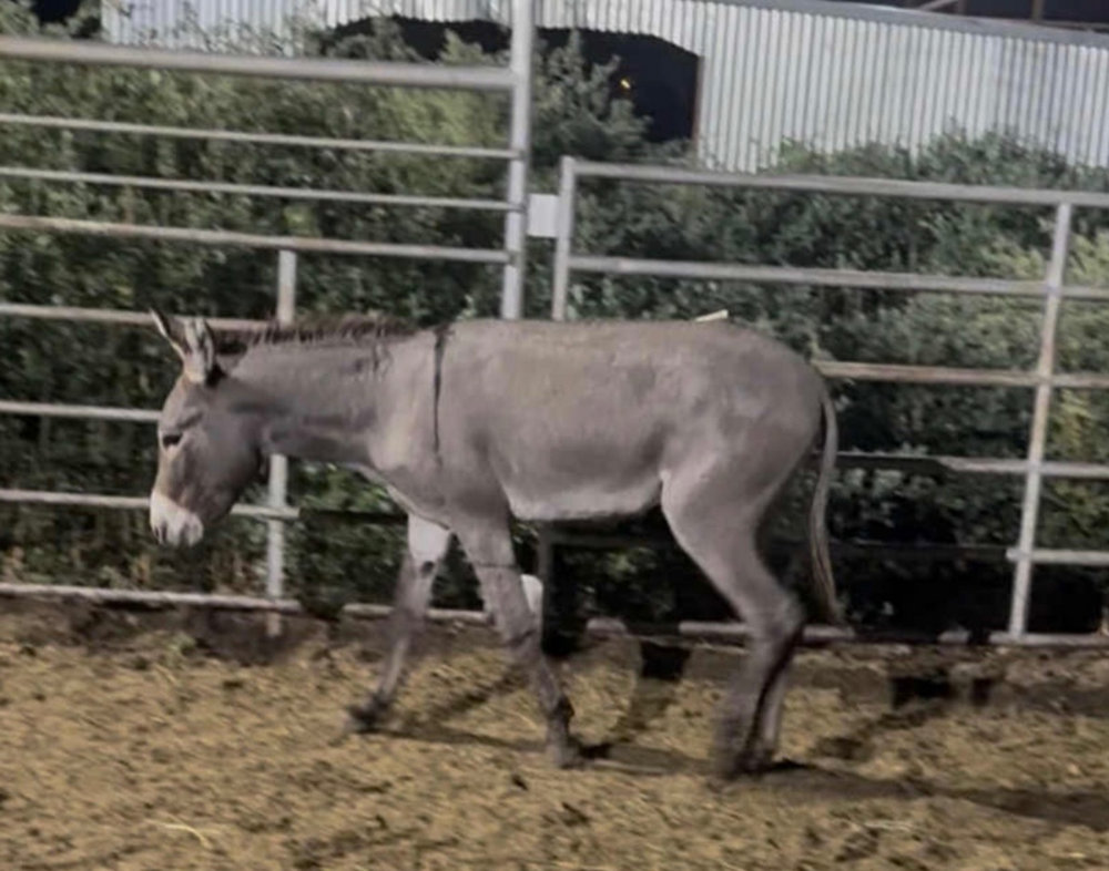 Clint, a rescued donkey at Circle H Haven