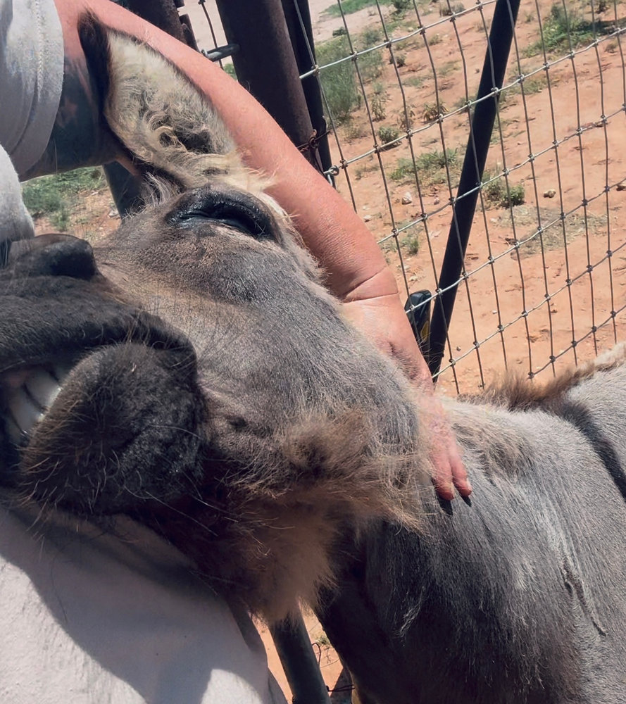 Donkey, a rescued donkey at Circle H Haven
