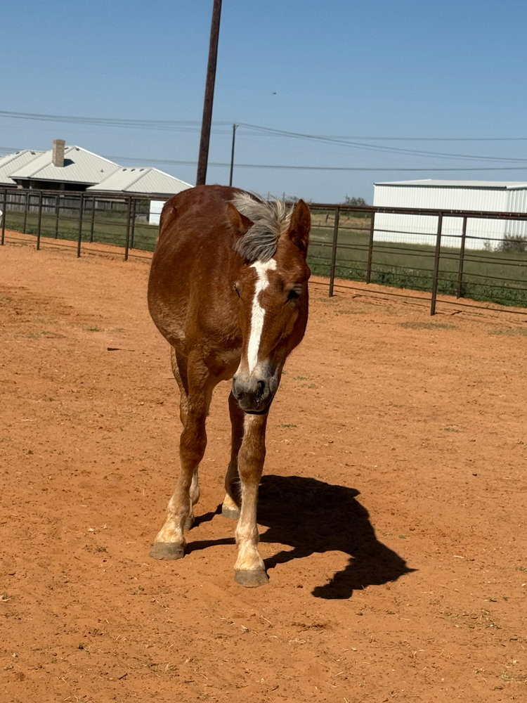 Elsa, a rescued horse at Circle H Haven