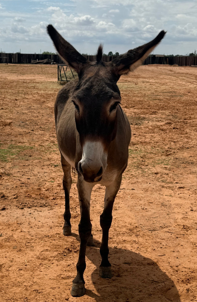Feona, a dark donkey with tall ears facing the camera