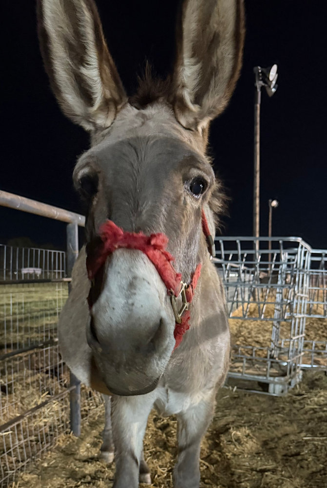 Franny, a rescued donkey at Circle H Haven