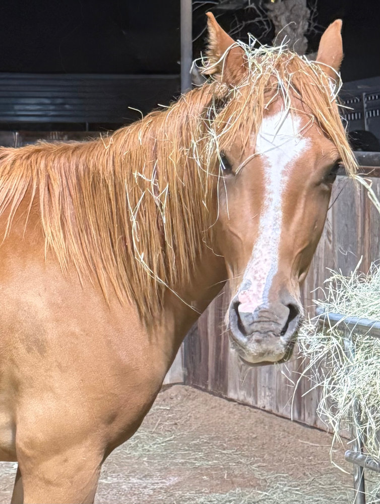 Ginger, a rescued horse at Circle H Haven