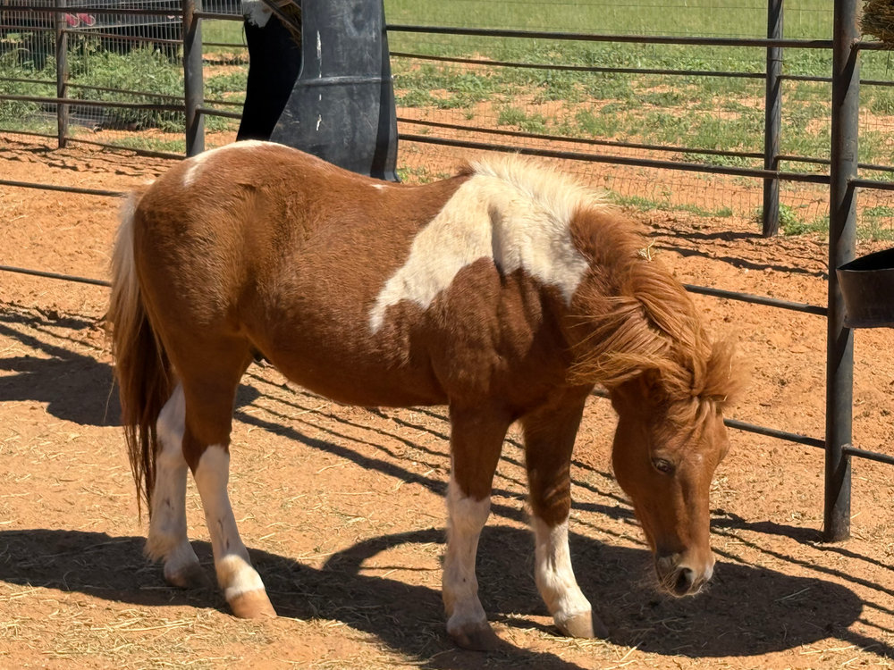 Jet, a rescued pony at Circle H Haven