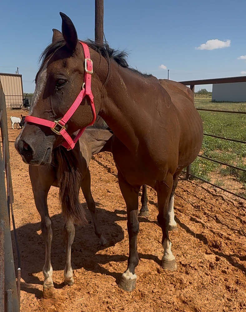 Liz, a rescued horse at Circle H Haven