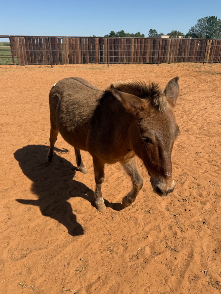 Lucy, a rescued mule at Circle H Haven