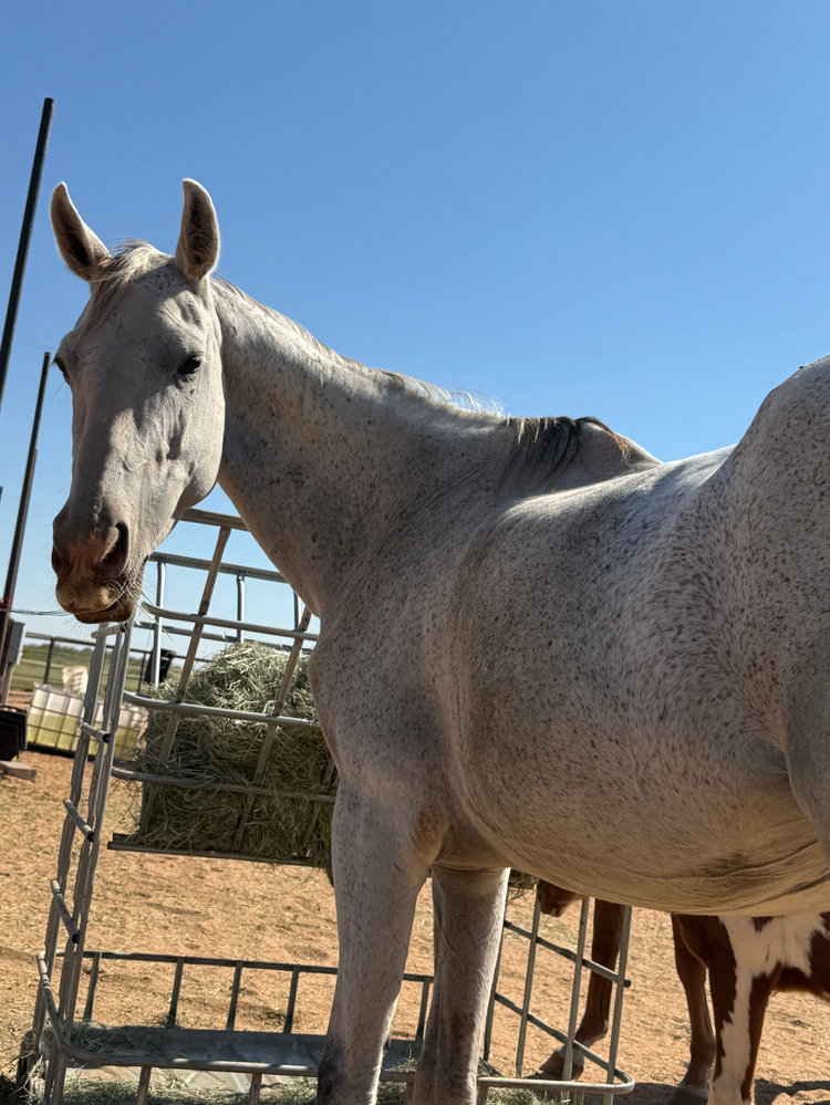 Luna, a rescued horse at Circle H Haven