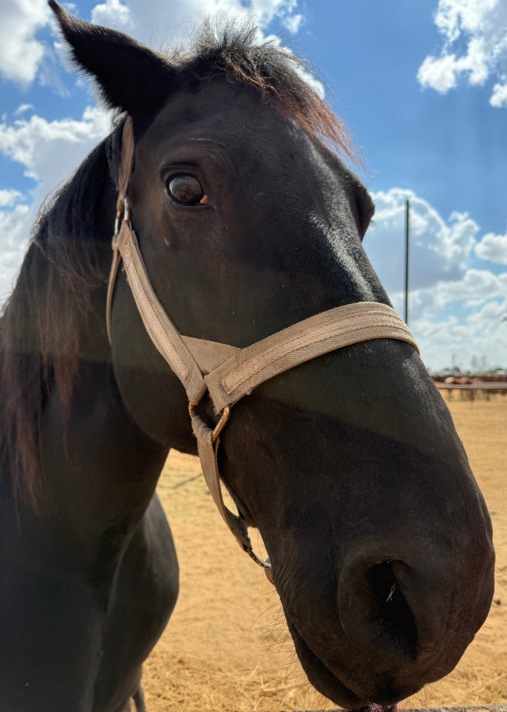 Margarita, a rescued horse at Circle H Haven