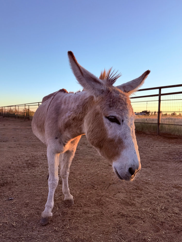 Mini Val, a rescued donkey at Circle H Haven