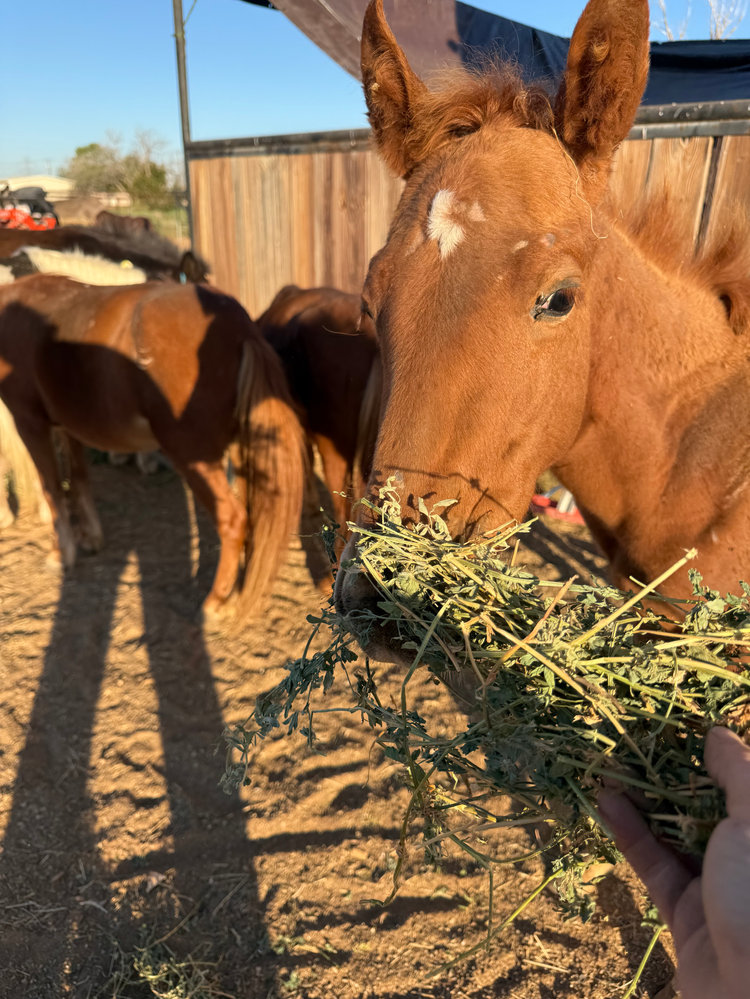 Nova, a young sorrel filly, eating hay