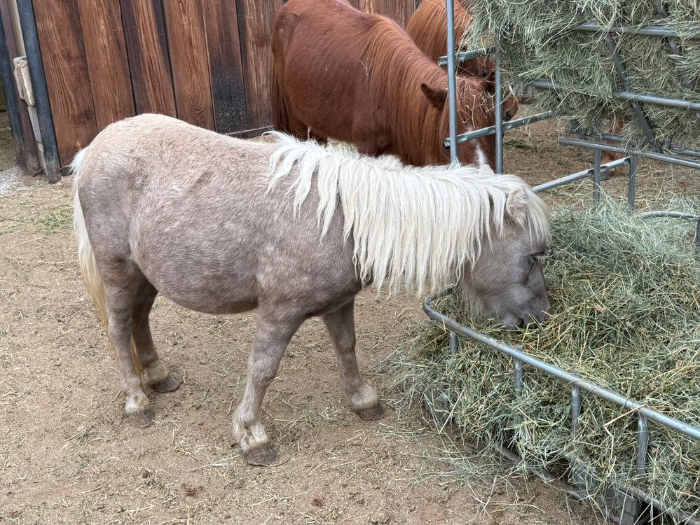 Popeye, a shaggy mini horse
