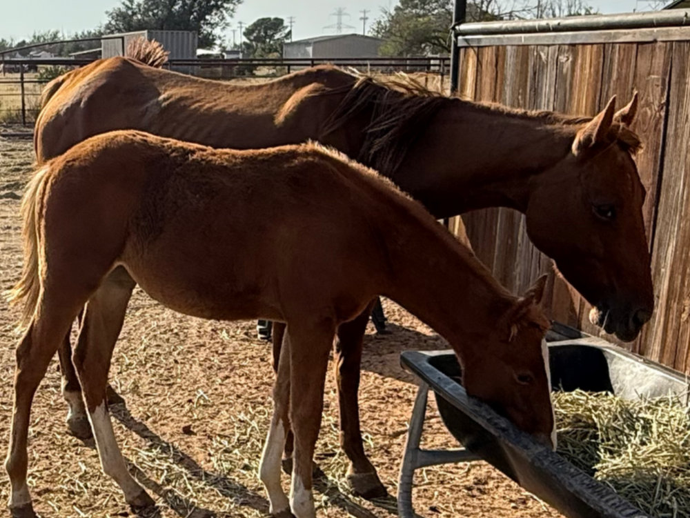 Red Pony Mom, a rescued horse at Circle H Haven