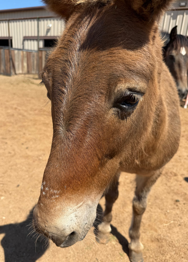 Ricky, a rescued mule at Circle H Haven