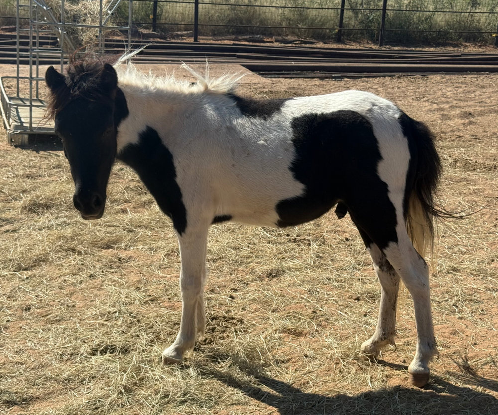 Robin, a rescued pony at Circle H Haven