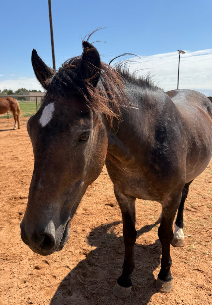 Rocky, a rescued horse at Circle H Haven