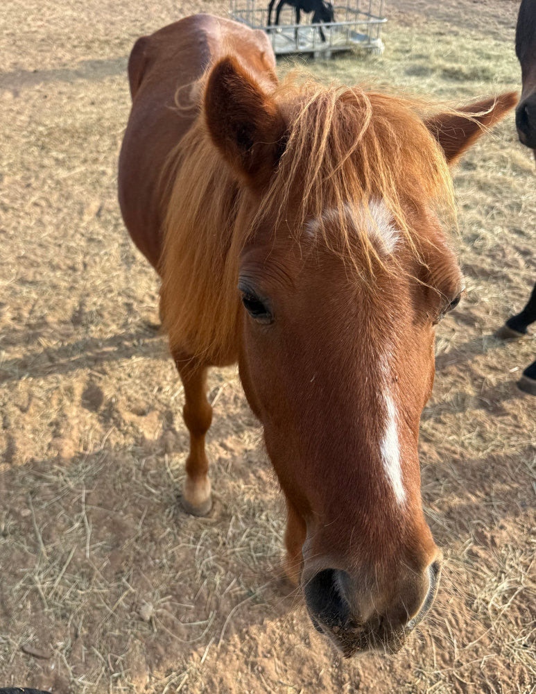 Shortcake, a red mini horse with a flaxen mane