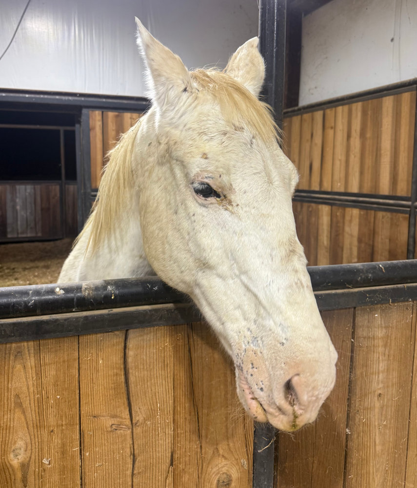Sky, a white blind mare, resting her head over a stall gate