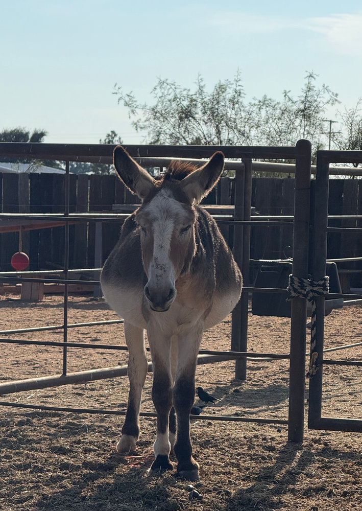 Snicker 1, a rescued donkey at Circle H Haven