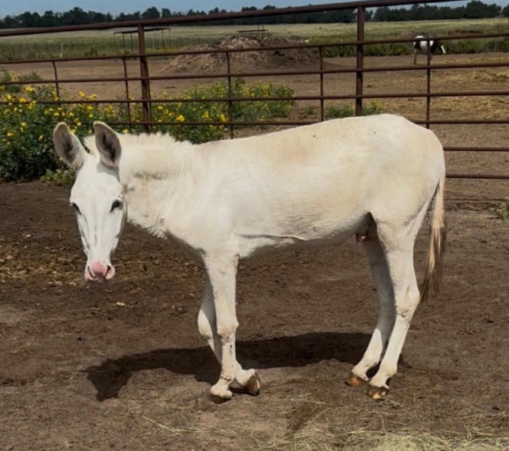 Snowman, a rescued donkey at Circle H Haven