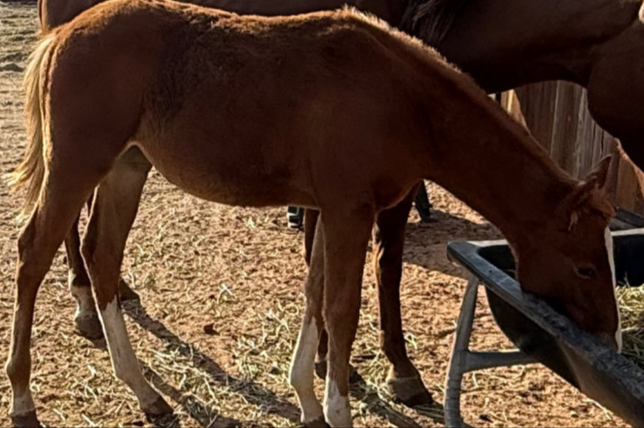 Sorrel Filly, a rescued horse at Circle H Haven