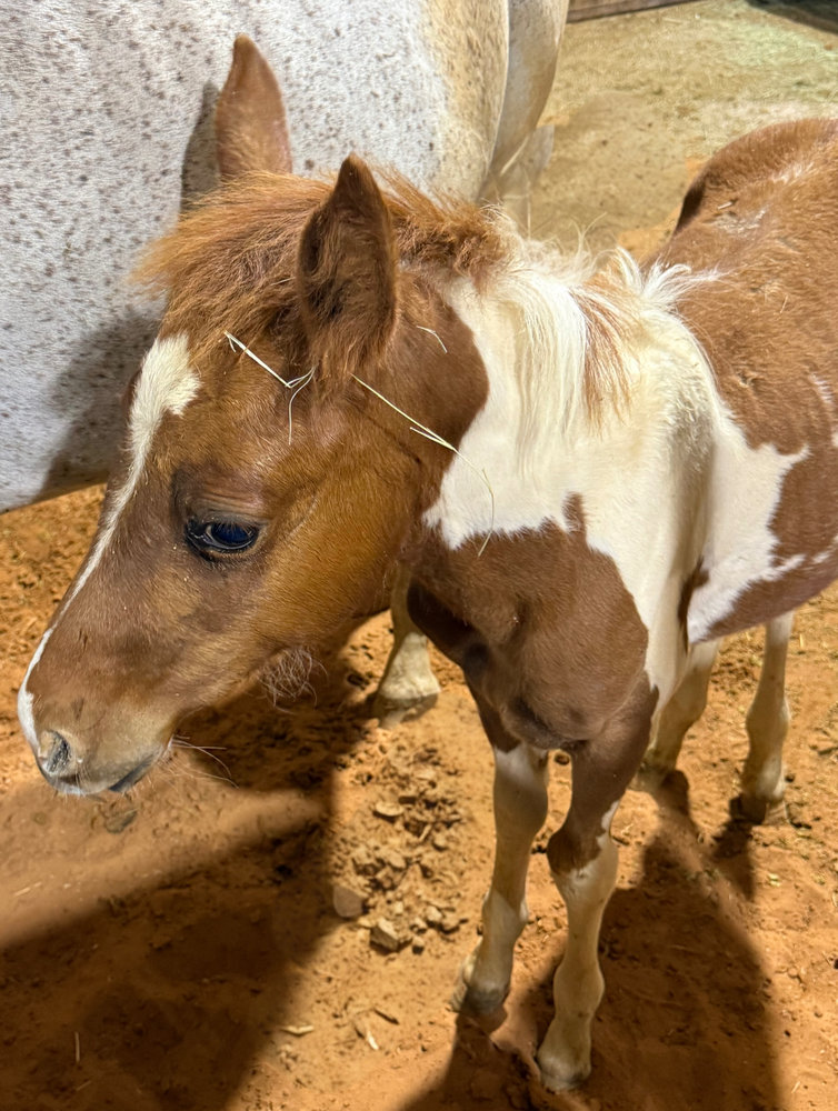 Star, a rescued filly at Circle H Haven