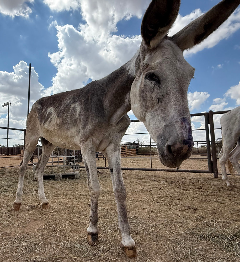 Stormy, a rescued donkey at Circle H Haven