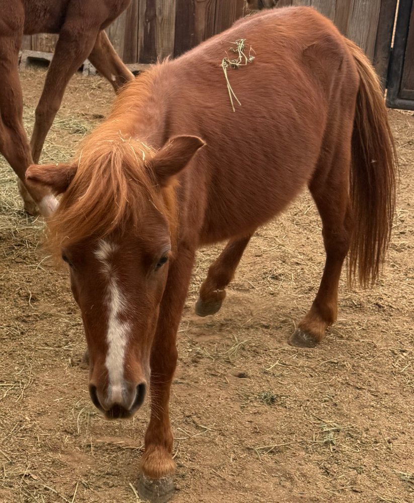 Strawberry, a rescued mini horse at Circle H Haven