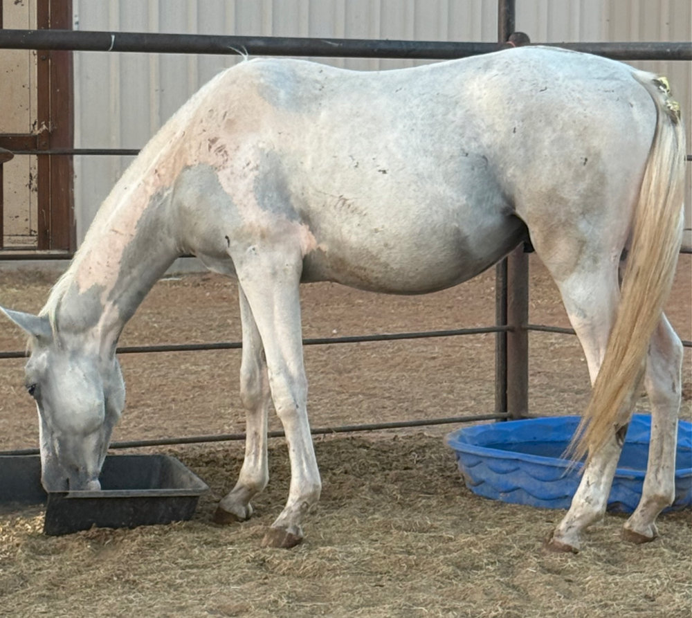 Wayne, a rescued horse at Circle H Haven