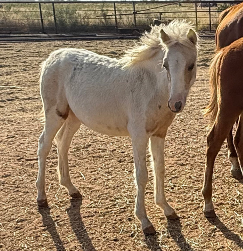 White Filly Orphan, a rescued horse at Circle H Haven
