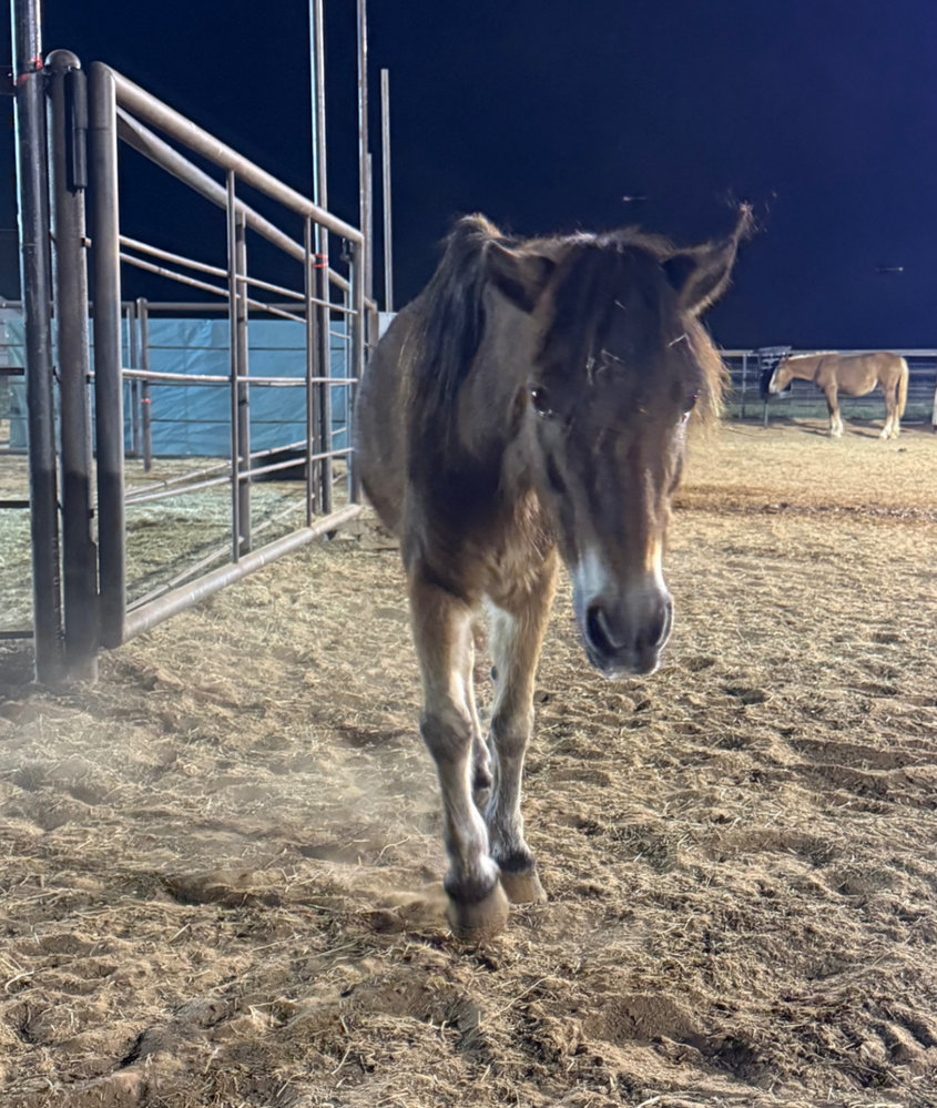 Winston, a dun pony, walking toward the camera