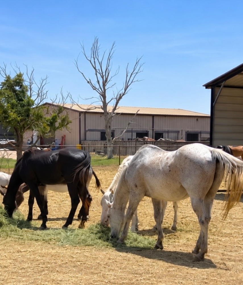 Sky, a blind white mare, resting her head over a stall gate at the haven