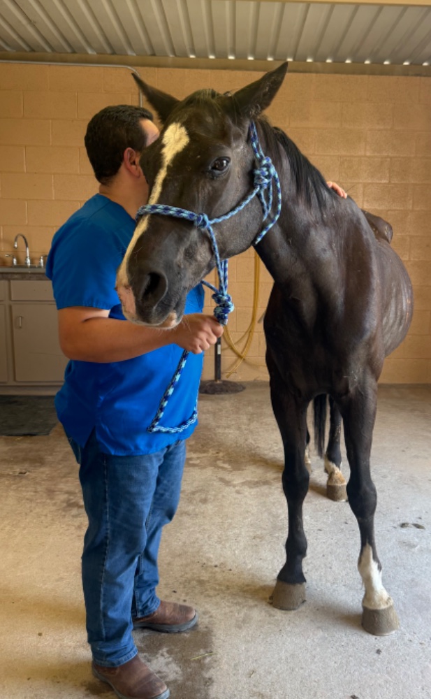 Boone, a partially blind rescued horse, in his stall
