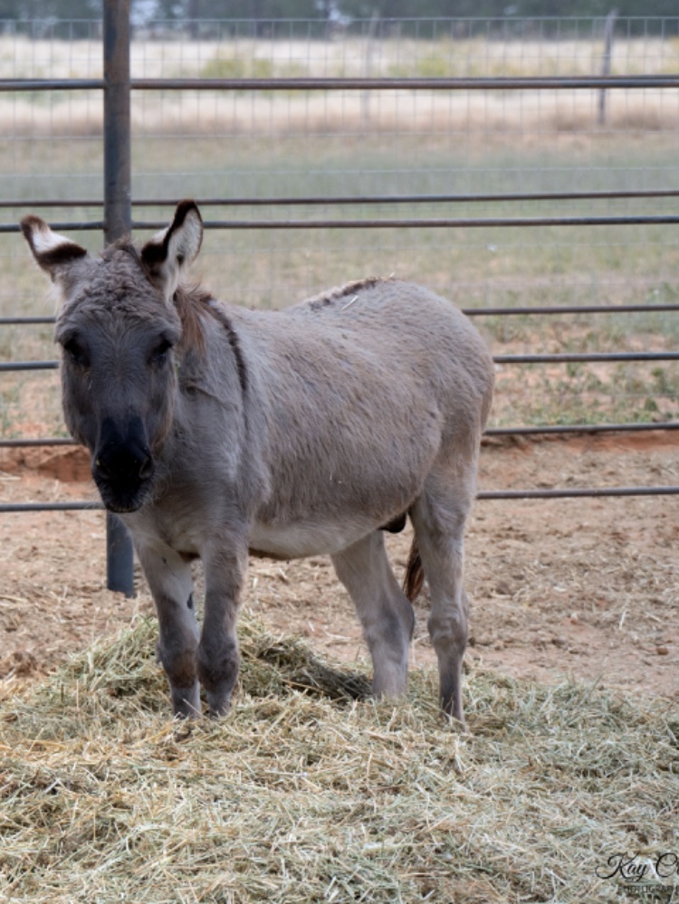 Mini Val, a rescued donkey, standing in golden evening light at the haven