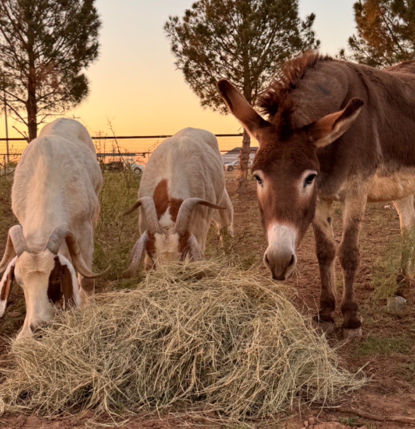 A white orphan filly, one of the haven's bottle-raised rescues