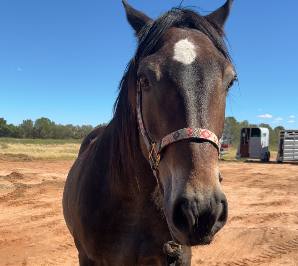 Wayne, a grey rescued horse, grazing at the haven